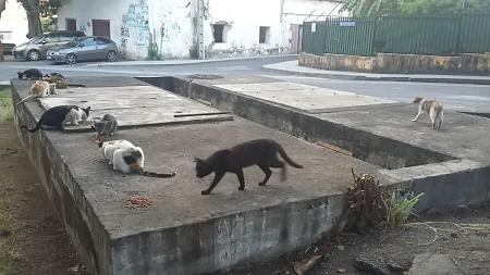 Mayotte chats toits