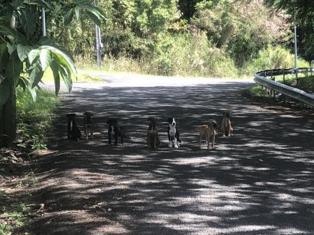 CHIOTS COCA TGroupe chiots2