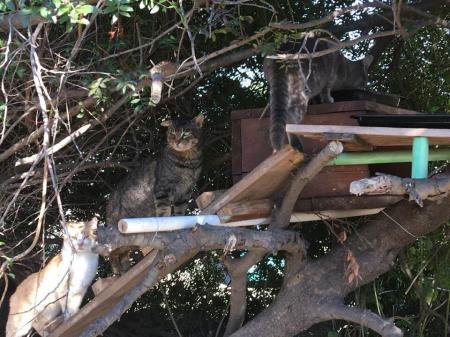 Chats perches i ghjattisenza tettu