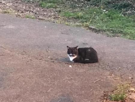 Capucine chat repos