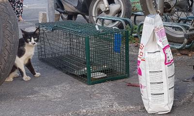 Mayotte chats trappe