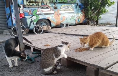 Mayotte chats dehors