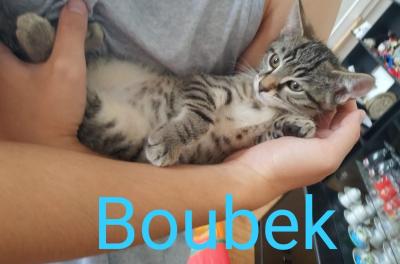 AED 4 chatons 3 Boubek r