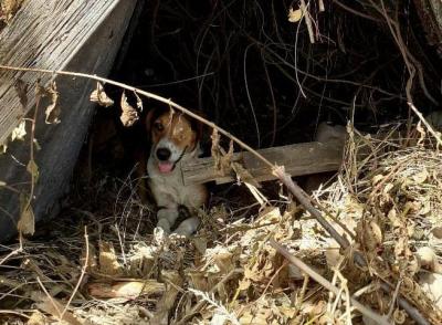 Mama sous feuillages R