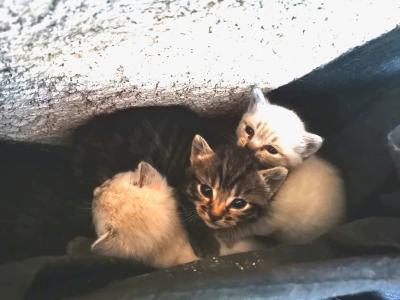 Chatons Cats Family2