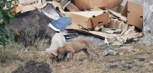 aude chiots et maman 