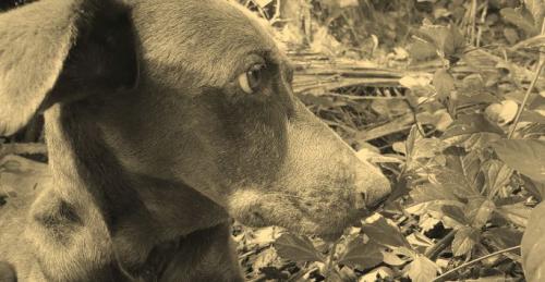 COPA PHOTO sepia 3