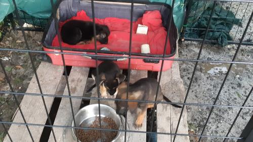 ETOILE chiots cage