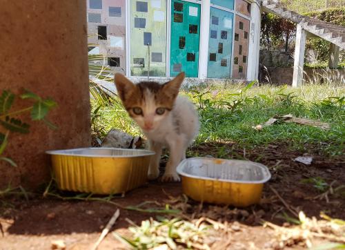 Mayotte chaton patee