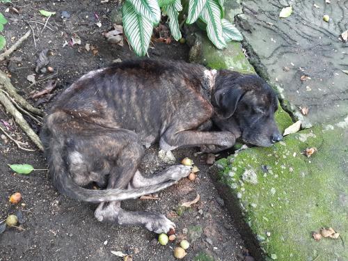 cane corso texte A