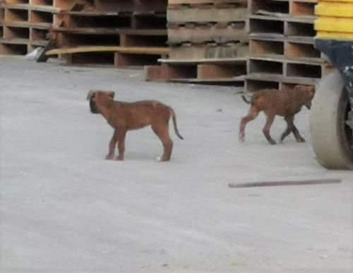 chiots usine 3 pa lettes