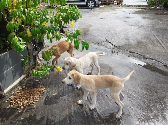 Kira photo groupe chiots v