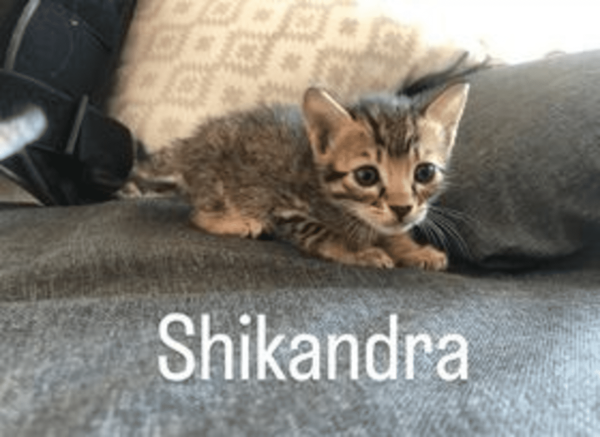 shikandra4