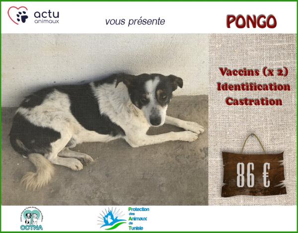 pongo