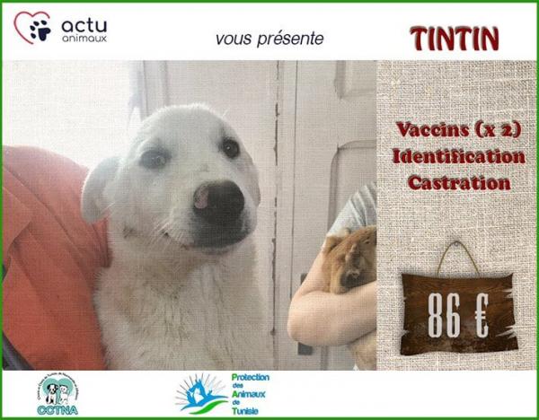 tintin 1