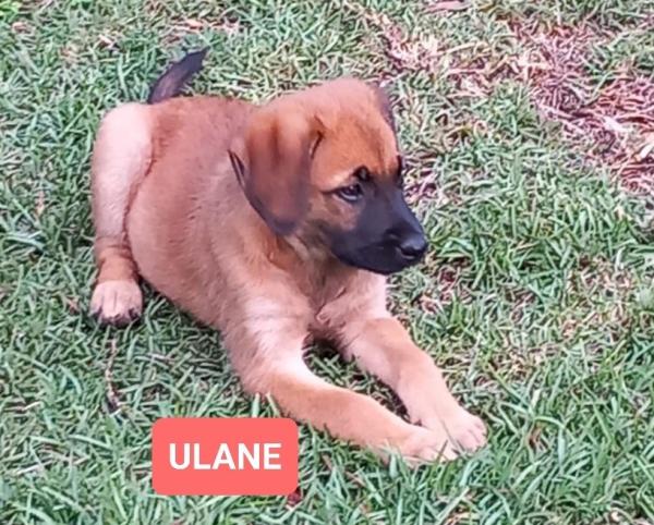 ulane3