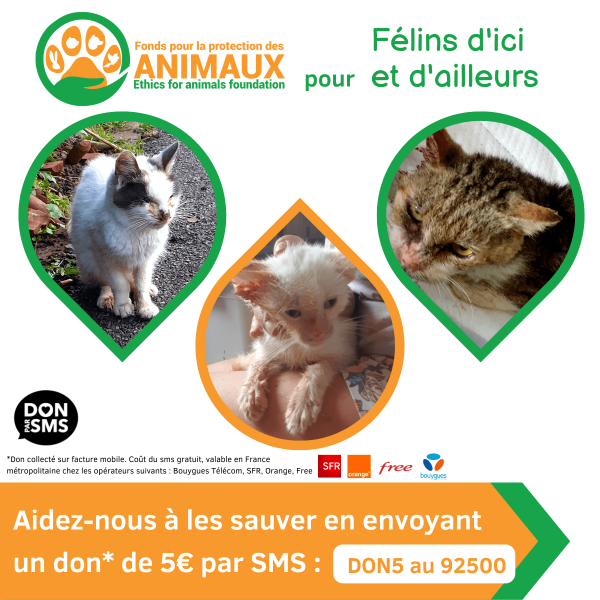 Felins dici et dailleurs 2