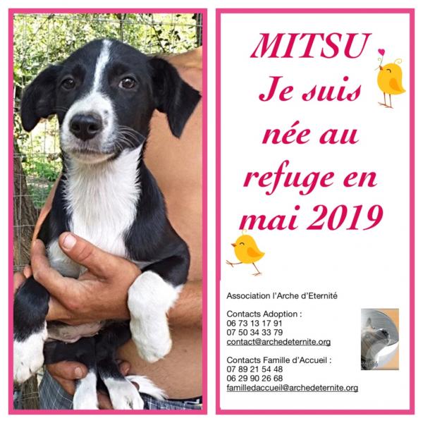 MITSU ActuAnimaux