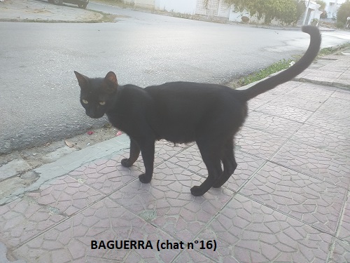 baguerra