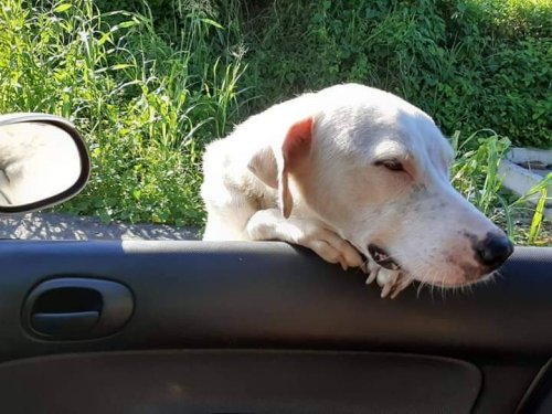 cathie chienne eloha dec 19 pleure a la voiture 