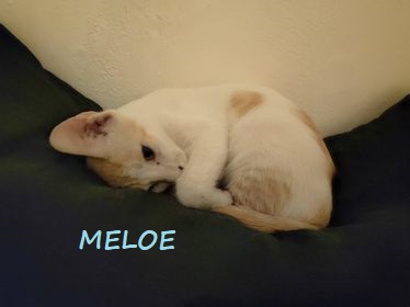 meloe