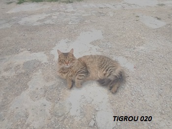 tigrou