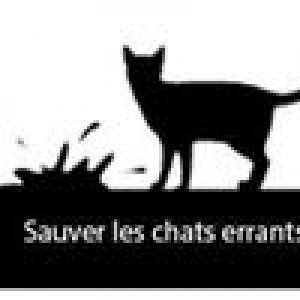 Sauver-les-chats-errants-TDT3C