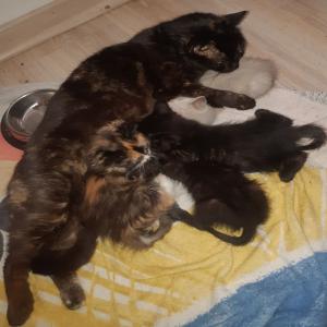 LYXIRE, ZIGOUNE et leurs chatons