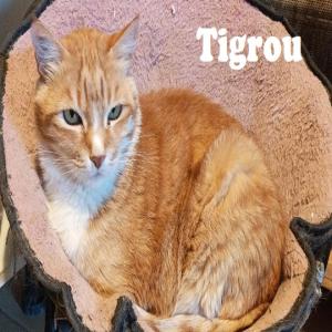 TIGROU