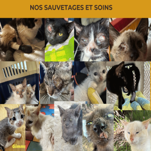 Sauver 500 chats de l'euthanasie