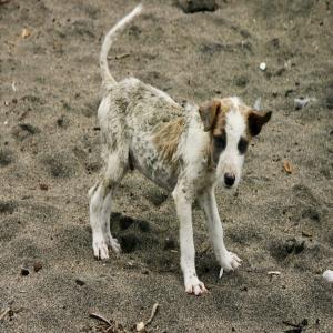 2000 dépliants pour les animaux