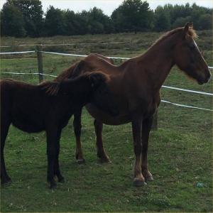 SOS abattoir pour la jument Elka et Apache son bébé, saisis pour maltraitance, à sauver avant le 27 octobre 2017