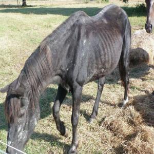 Des granulés pour les chevaux de Cheval Espoir 33