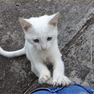 Les  4 CHATONS de NEIGE 