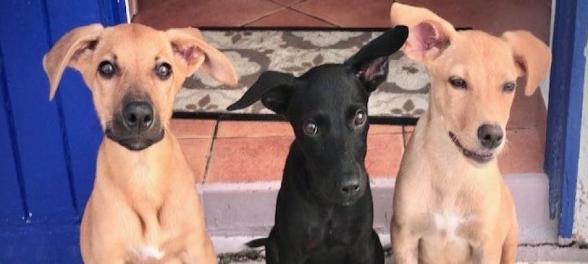 Les 3 chiots P