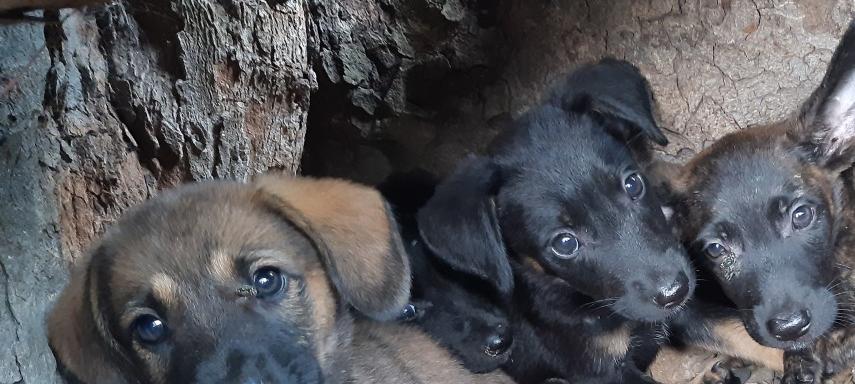 nelly chiots de la mere tuee et mise en sacs poubelle urgent 