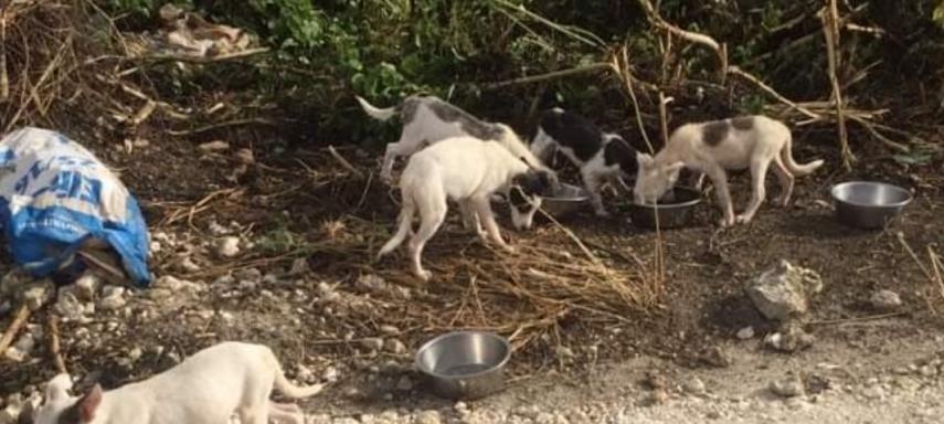 patricia 6 chiots jetees ds la canne nourris pas harry