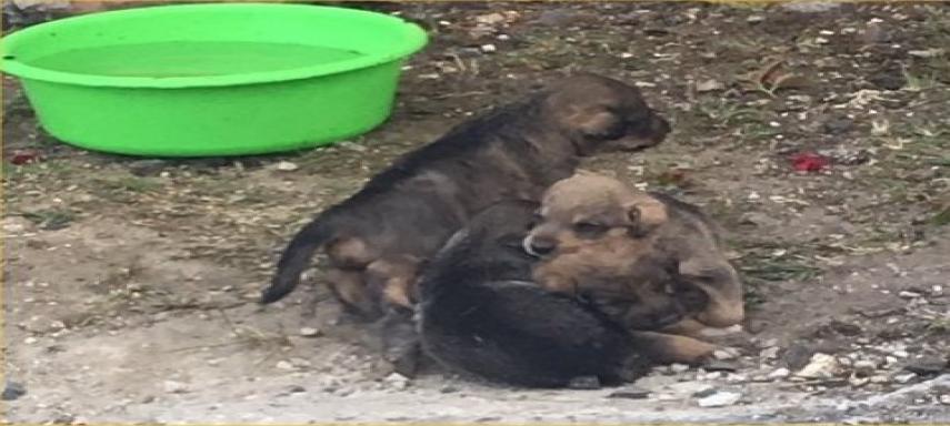 ricart marion chienne et chiots abandonnes juin 19 1