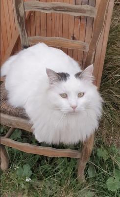 Nemo 1 blanc angora chat de lulu R