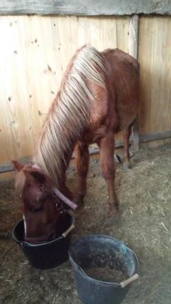 CHEVAL ESPOIR 33 JUMENT AU SEAU