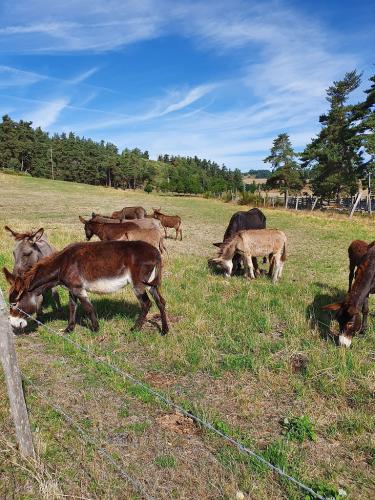 Anes sauves abattoir au pres texte