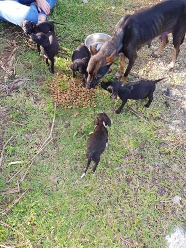 Copa maman et 7 chiots