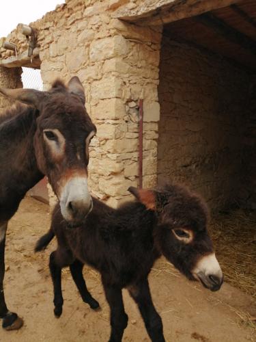 gavroche et sa maman 2