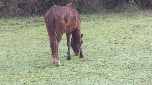 CHEVAL ESPOIR 33 Jument baie decharnee