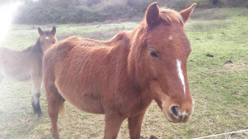 cheval espoir 33 jument alezane