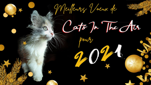 voeux cats in the air