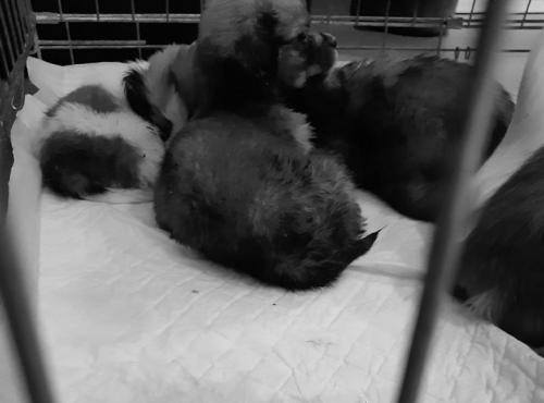 LENUTA CHIOTS CAGE cr DCD gris2