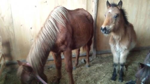 CHEVAL ESPOIR 33 JUMENT ET POULAIN