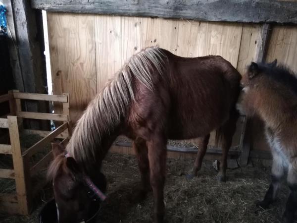 CHEVAL ESPOIR 33 Jument poulain tete tournee