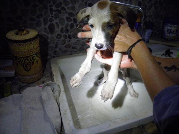 Citone à son arrivée au refuge